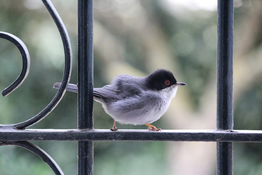 Sylvia melanocephala