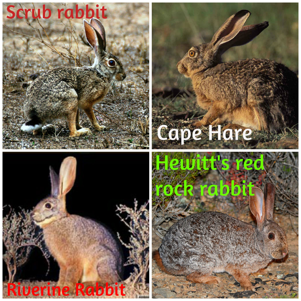 BEAUTY OF NATURE: HARES and RABBITS (Order LAGOMORPHA)