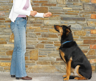 treinamento de cães treinamento de cães
