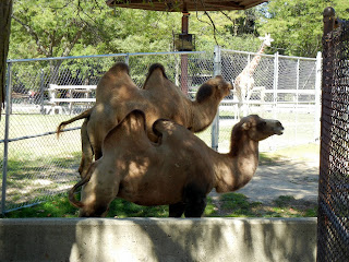 Camels at the Henry Vilas Zoo in Madison, Wisconsin