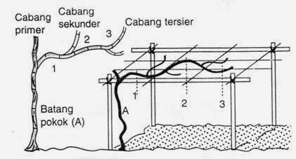 http://tipspetani.blogspot.com/2016/07/panduan-memangkas-tanaman-anggur.html