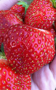 Organic strawberries from Northcutt Ranch