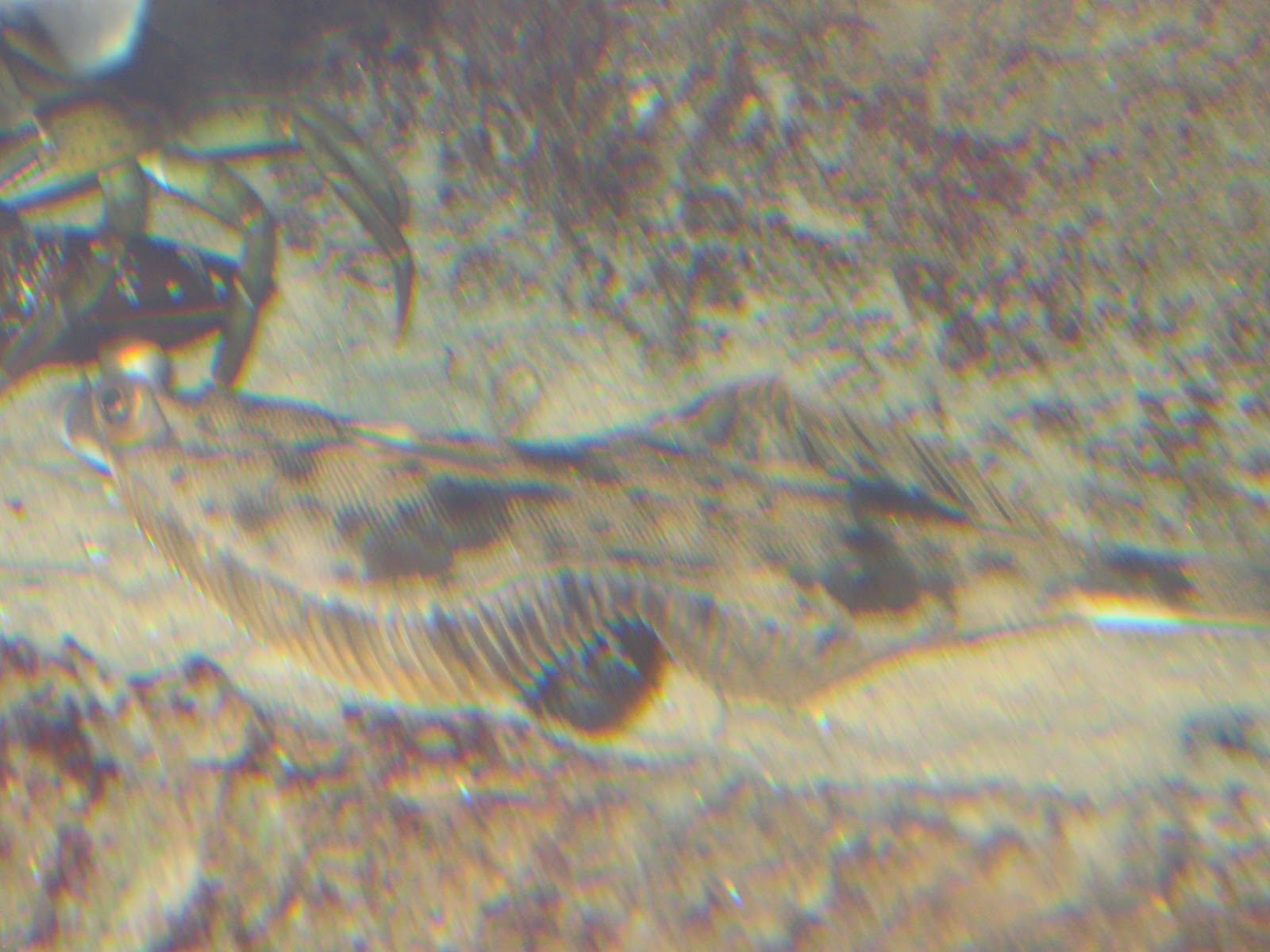 WHS AP Bio 2012 Byrne Animal Adaptation for a Specific Environment