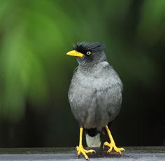 Download Suara Kicau Jalak Kebo Gacor Masteran Mp3 Burung Babe