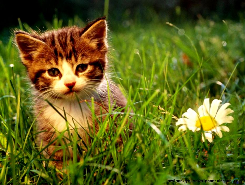 Kittens Desktop Background 5 12494 HD Screensavers  HD Image