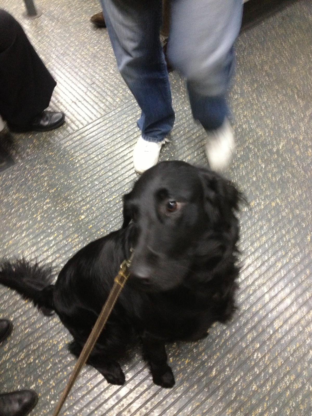 Dogs Allowed Tales Dogs on the London Underground