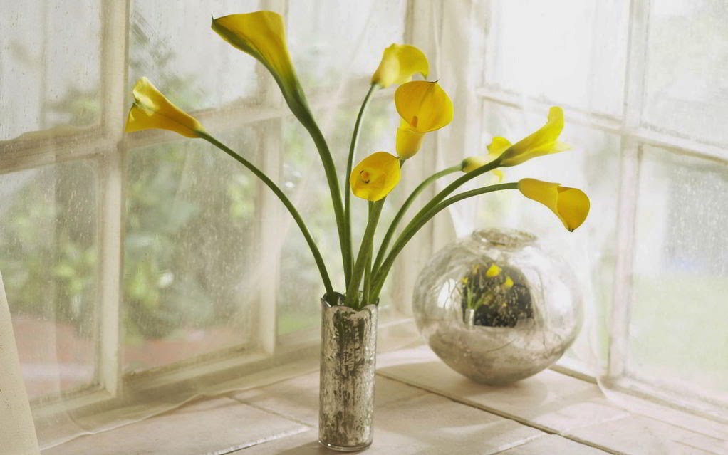 Calla Lily Flower Wallpapers