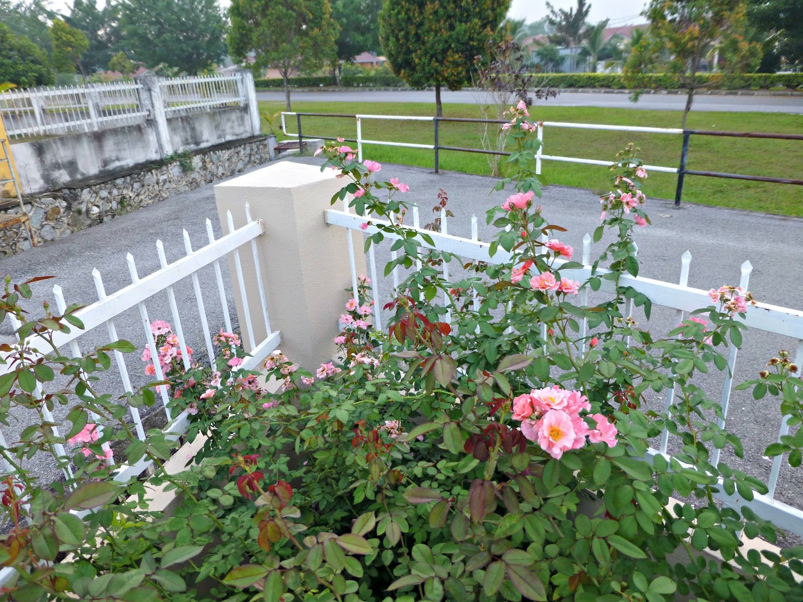 RESEPI NENNIE KHUZAIFAH Bunga  bunga  ros  di Taman  Ros  Nannie