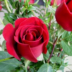  Mawar  Tumbuhan  Hias dan Berduri Yang Bermanfaat Bagi  