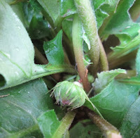 a bud growing into flower