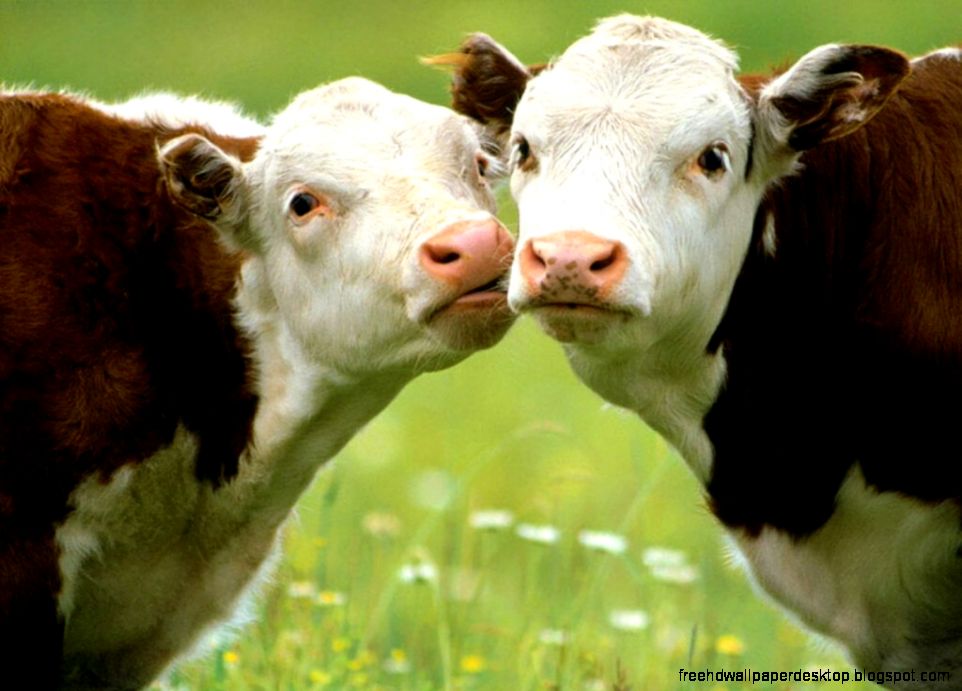 Animals I Love Cows Wallpaper