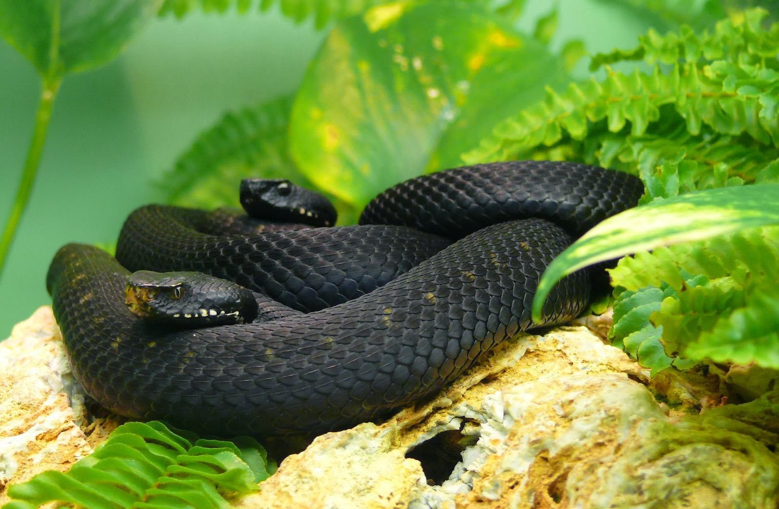 Черная мамба яд. Мамба змея. Змеи черная мамба. Африканская змея черная мамба. Ядовитая змея черная мамба.