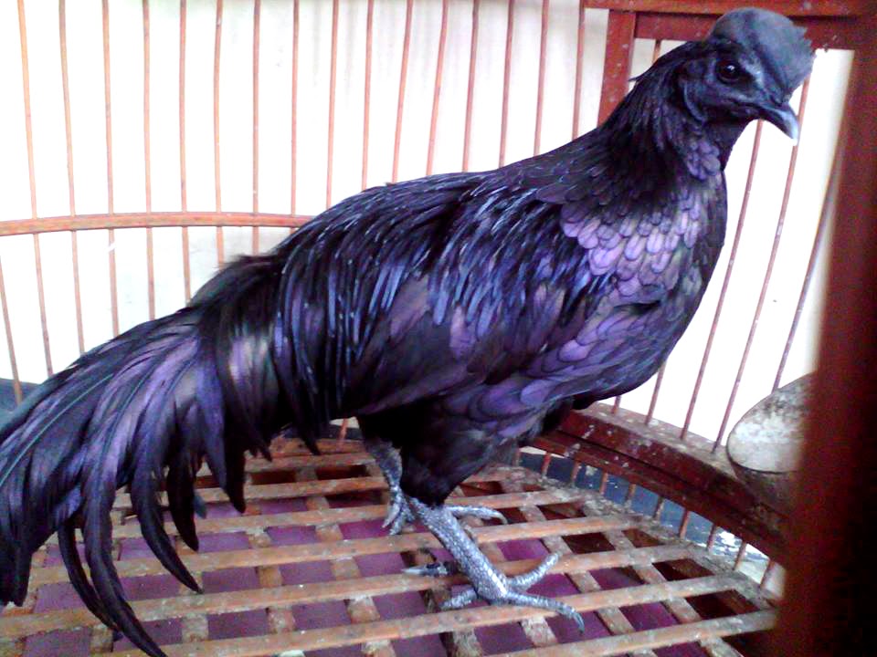 Cemani Farms: Bekisar Hybrid | Ayam Cemani Poultry Breeding