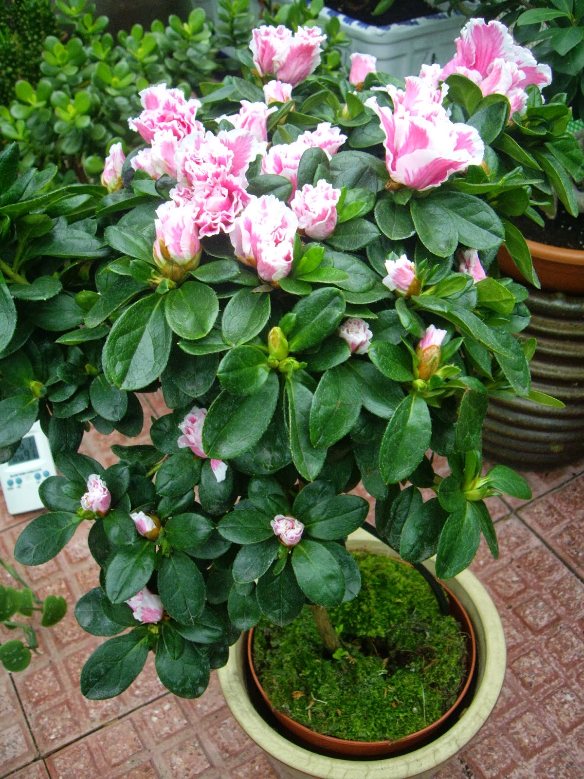 La Mar de Verde AZALEA