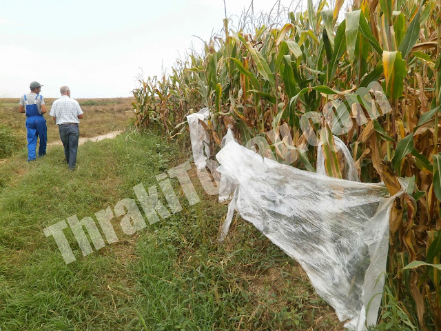 Ρημάζουν τον κάμπο της Ξάνθης τα αγριογούρουνα – Καταστρέφονται οικονομικά οι αγρότες [video + photos]