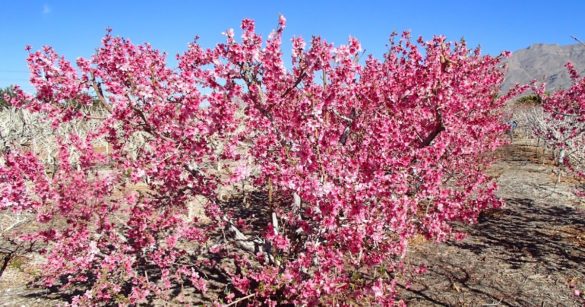 Xtremehorticulture of the Desert How Late Can You Fertilize Nectarine