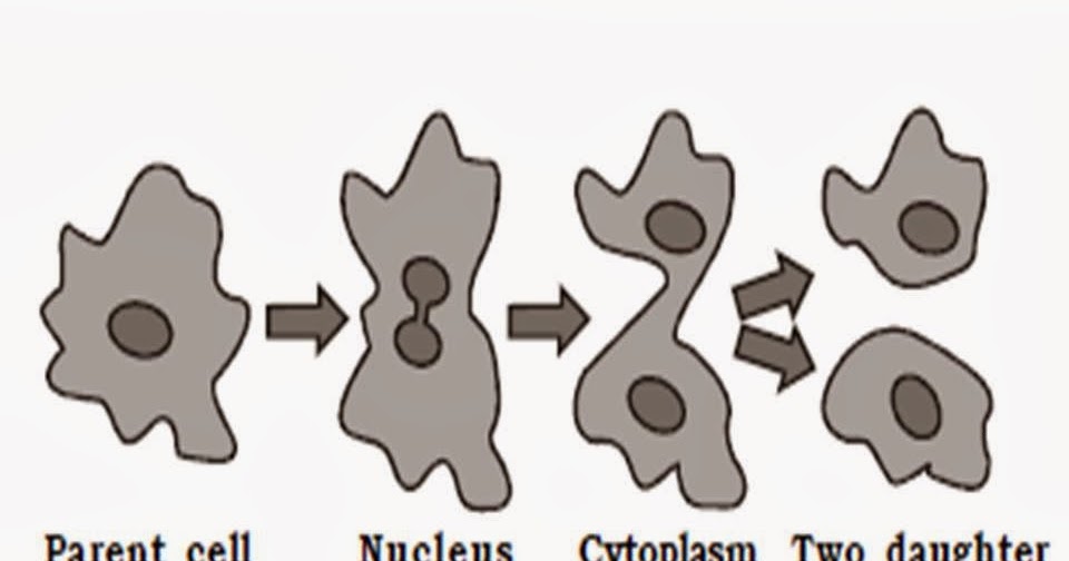 OMTEX CLASSES: Binary fission in amoeba.