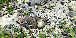 nest killdeer bird deer birds