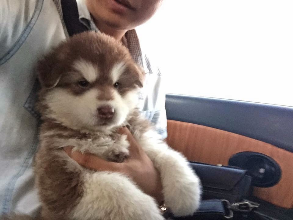 PôPô Chức và chú alaska con từ Sơn Tây PôPô Chức và chú alaska con từ Sơn Tây