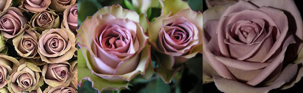 The Magical Highlighter For My Girls The Amnesia Rose The Magical Highlighter For My Girls The Amnesia Rose