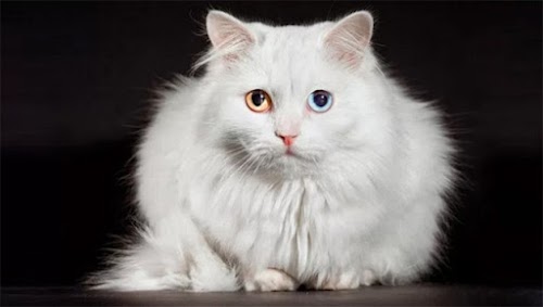 The Signs of the Real Angora Cats The Signs of the Real Angora Cats