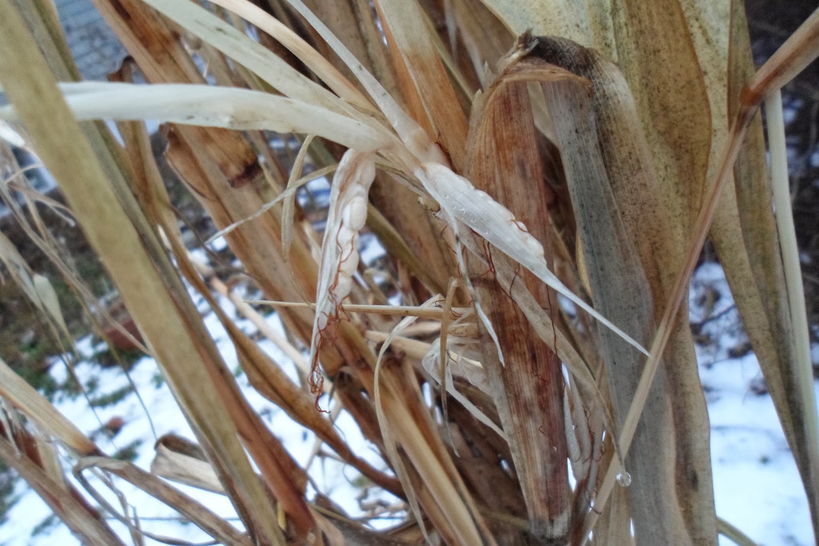 The Perennial Agriculturalist: first day of winter