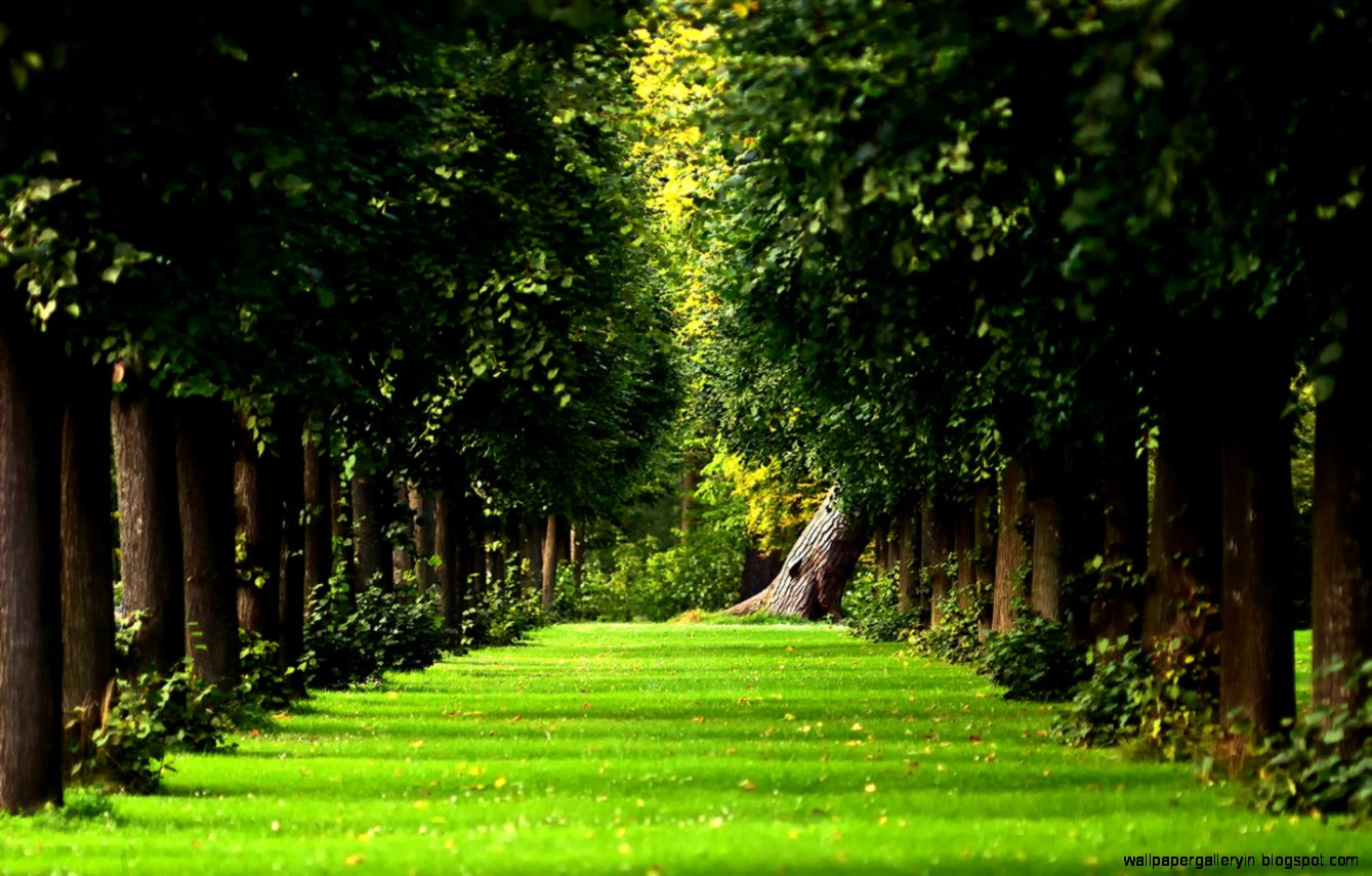 Beautiful Forest Path Summer Nature Scenery Wallpaper Wallpaper Images, Photos, Reviews