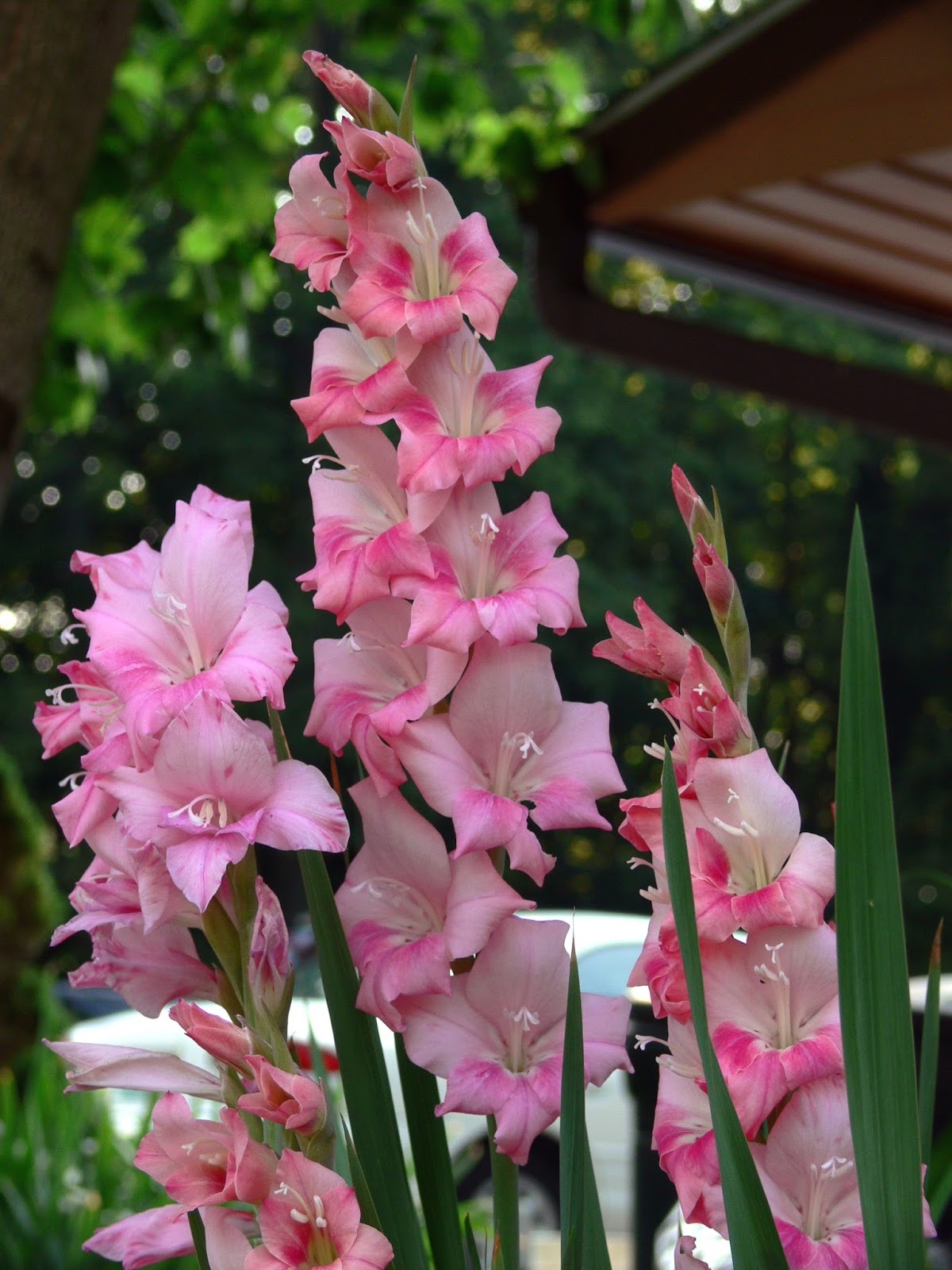 Best of the best Gladioli Beautiful