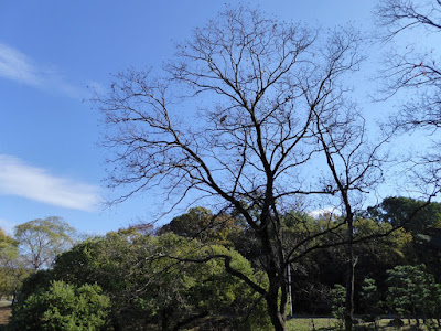 【大阪府枚方市】山田池公園・アオサギ