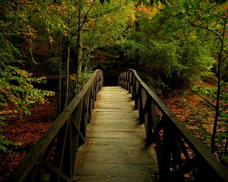 The Half Dipper – Nicolas Tangs Blog