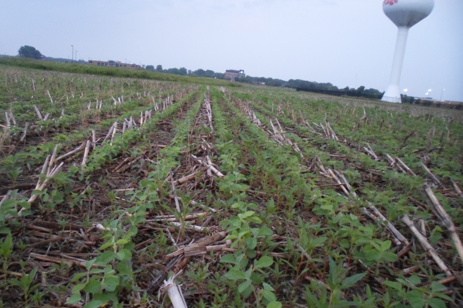 The Perennial Agriculturalist no till agriculture in northwest indiana