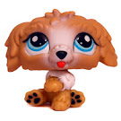 Littlest Pet Shop Special Labradoodle (#1701) Pet
