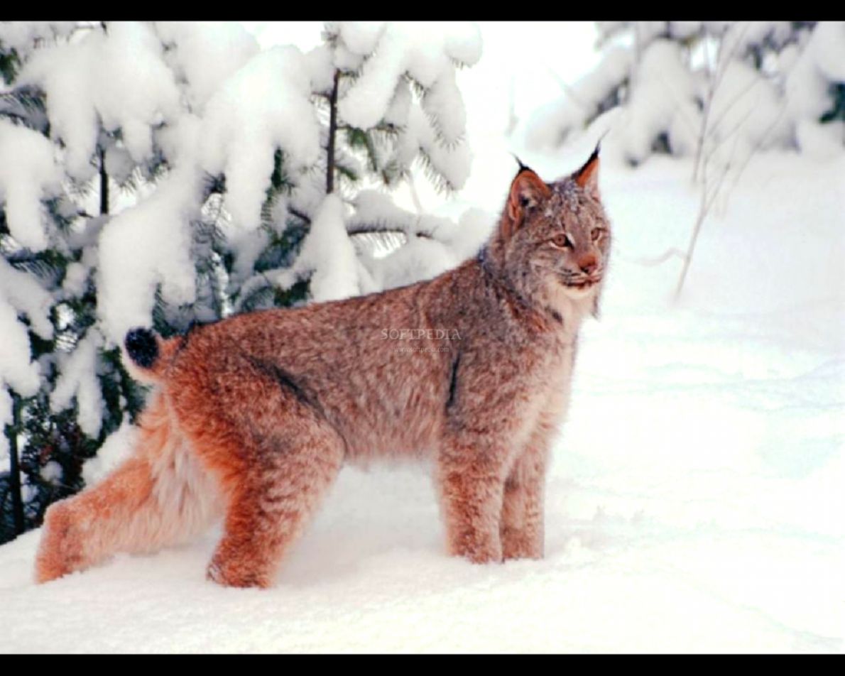 Wildlife Screensavers   Bing images