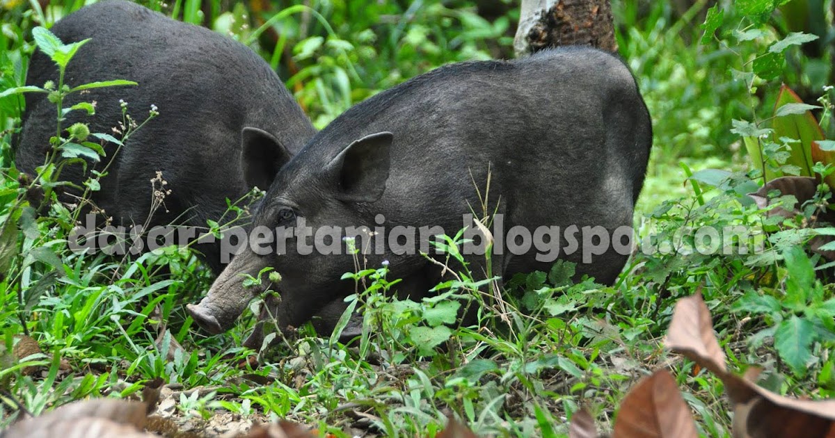 Bungkusan Ilmu Cara Ampuh Membasmi Hama Babi Pada Lahan Pertanian Maupun Perkebunan