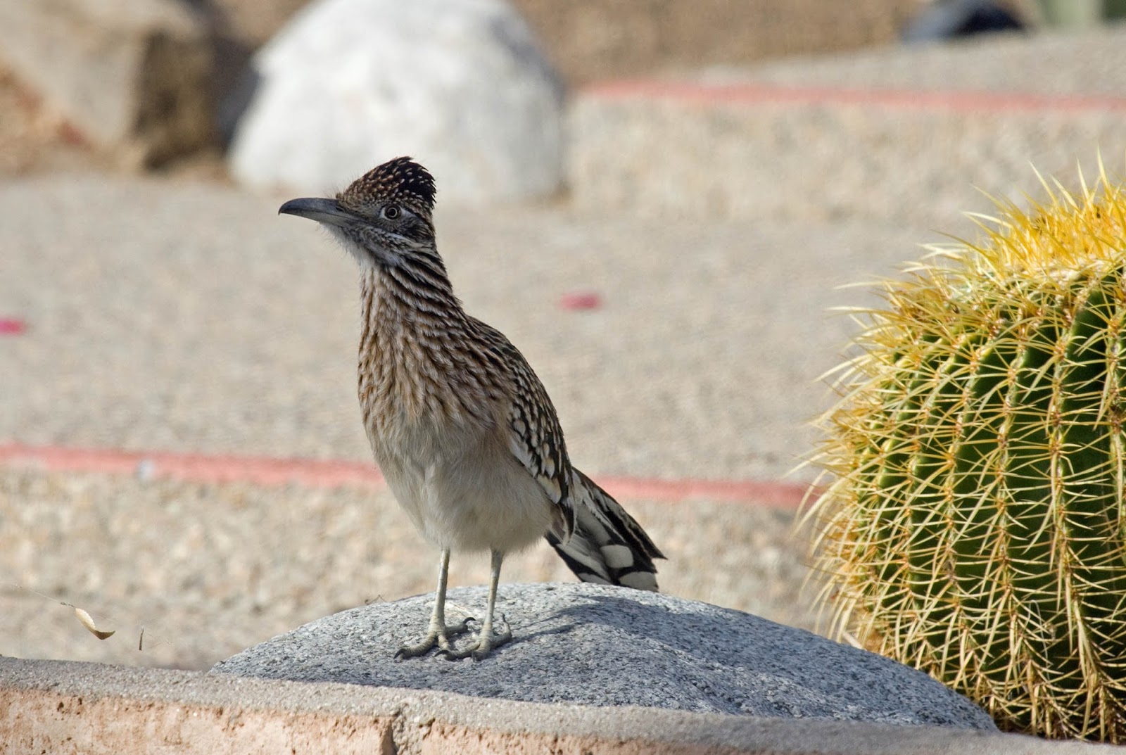 Greater Roadrunner in Borrego Springs takes me back to 1976 Greg in