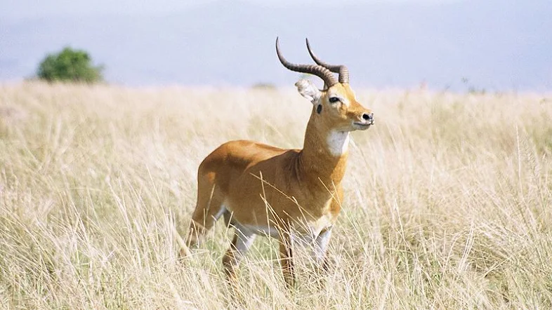Ugob Uganda