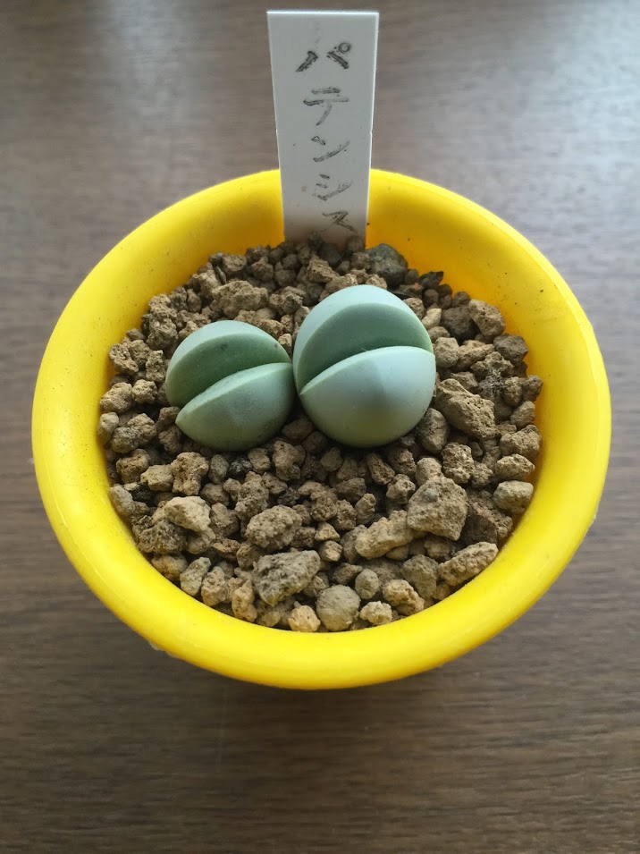 多肉植物・リトープス