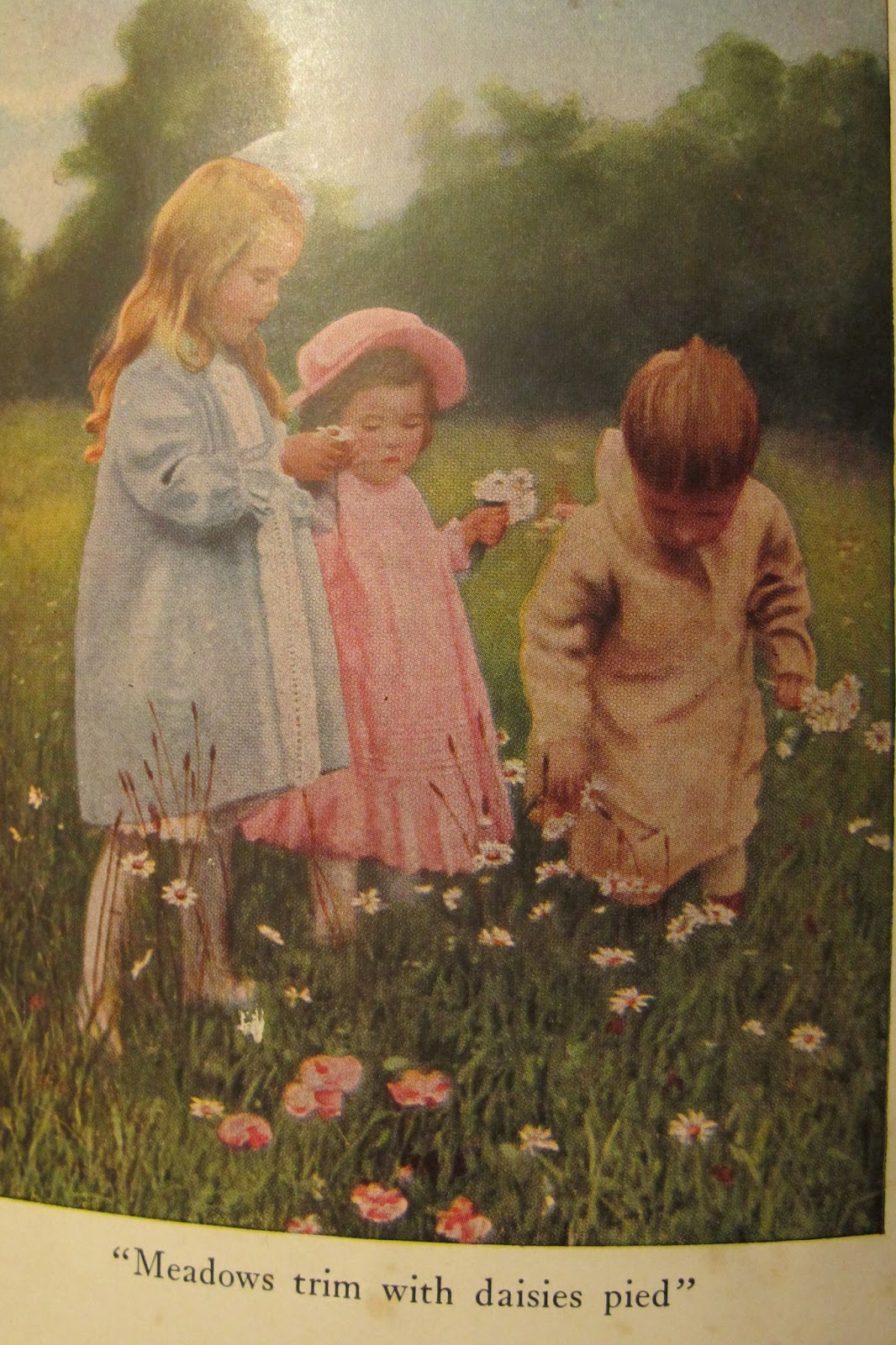 Wildflowers Every Child Should Know
