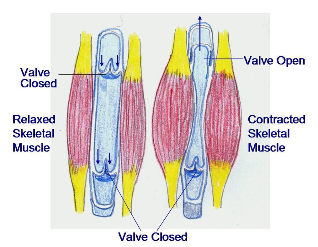 Jennifer Kersey EPortfolio Bio211 20110410