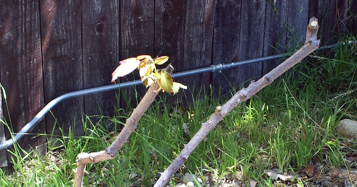 Brad's Tropical Paradise How to trim an overgrown rose bush