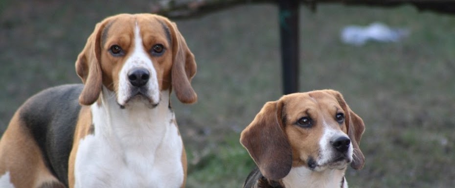 Paul und Yoshi - Ein Beagle kommt selten allein