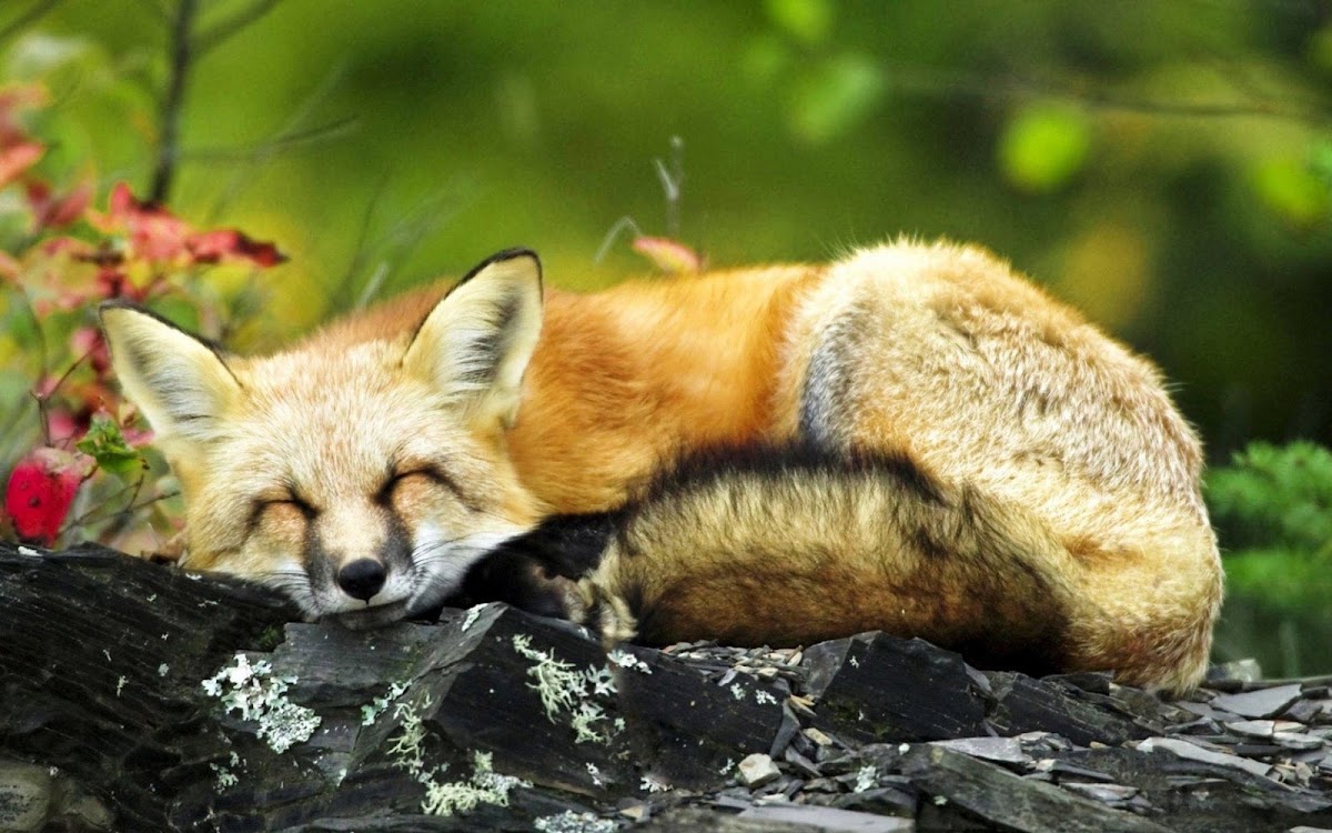 Mag HD Wallpapers Sleeping Fox