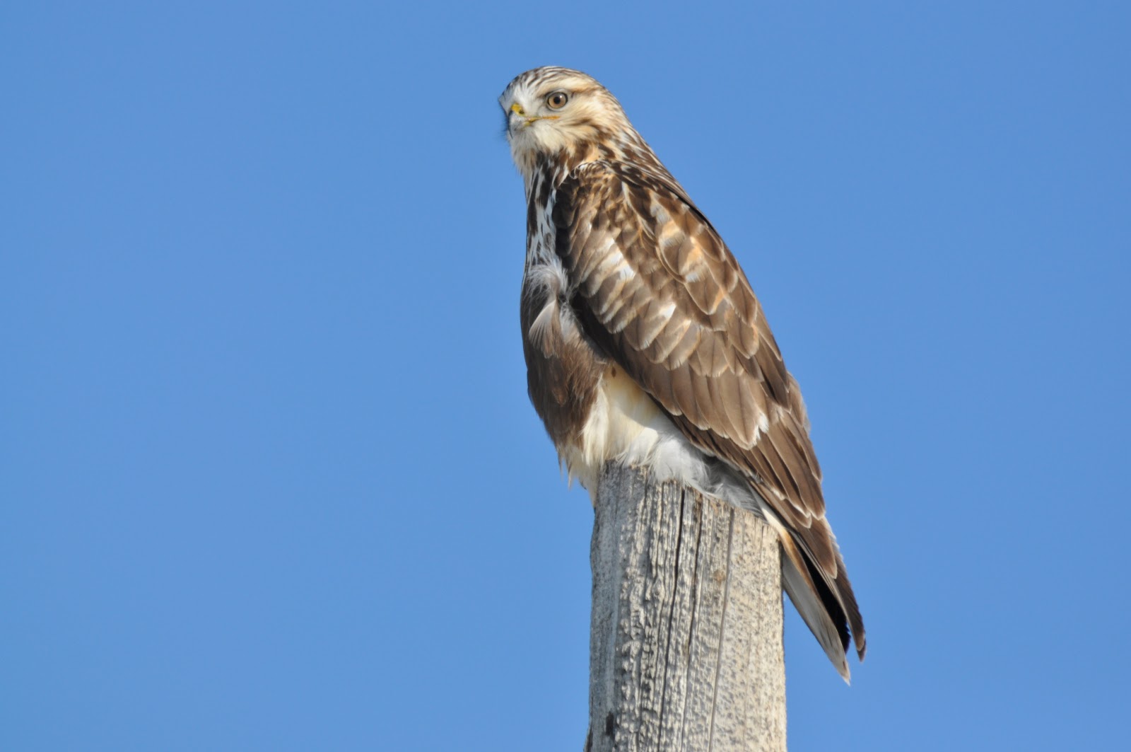 200 Birds: BAS Field Trip: Logan's Arctic Tundra (26 Jan 2013)