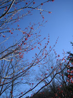 spring maple tree Michigan