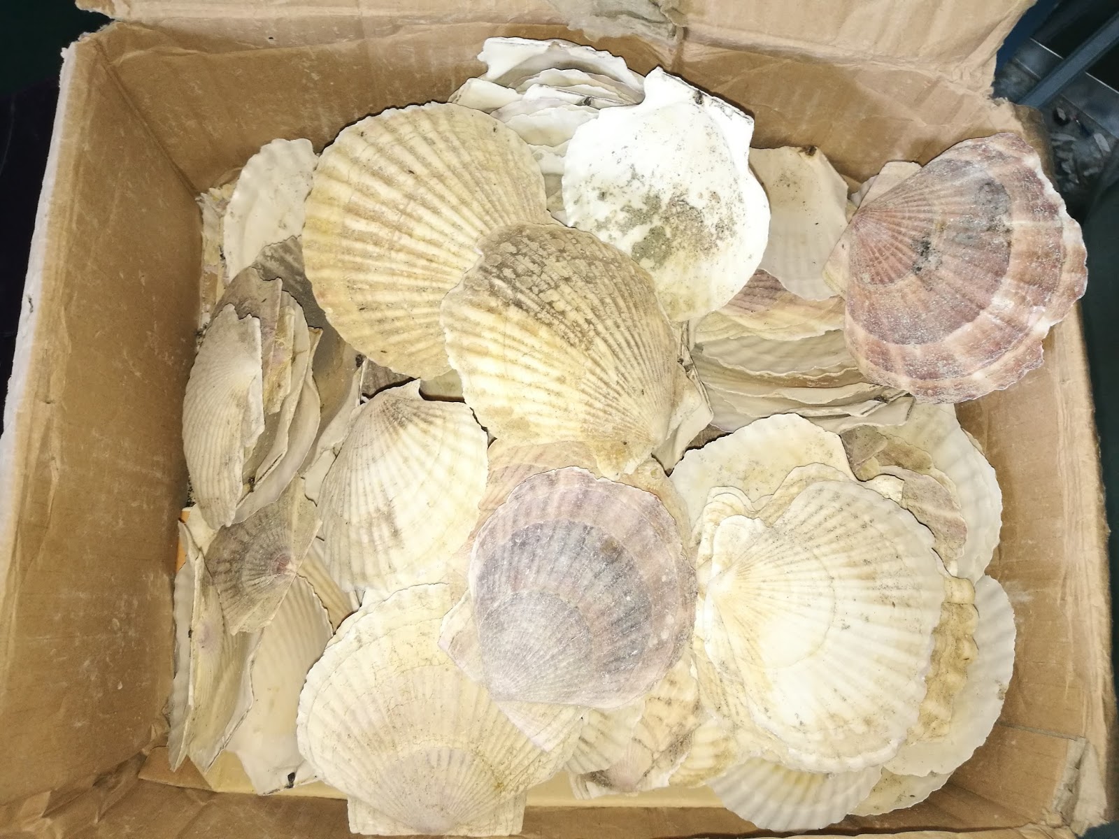 JinQiang laser CNC equipment Co,LTD shell cutting by JQ1390 co2 laser