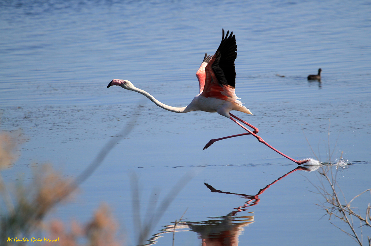Fotografía de Naturaleza - JM Gavilán: El Flamenco rosa (Phoenicopterus ...