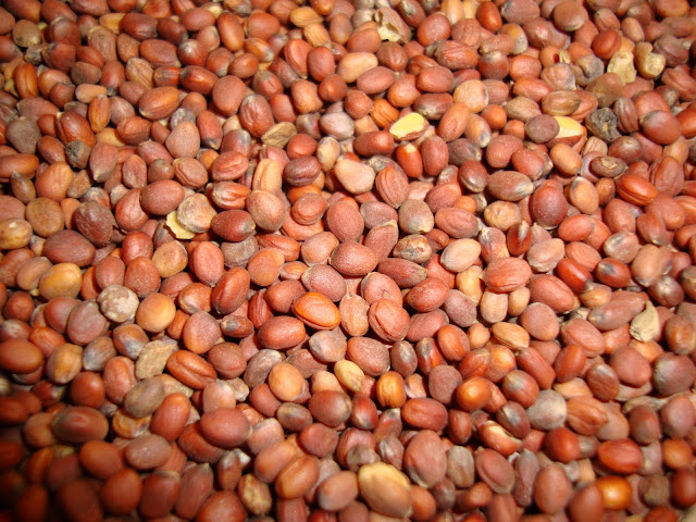 Indian Radish Seeds