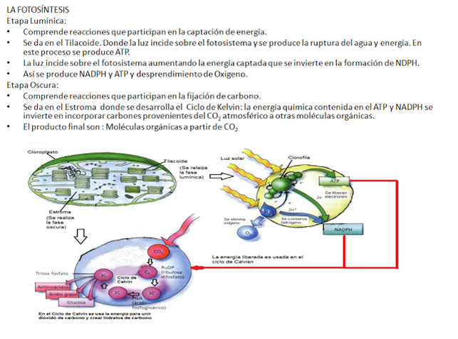 Niños y activar metabolismo para adelgazar