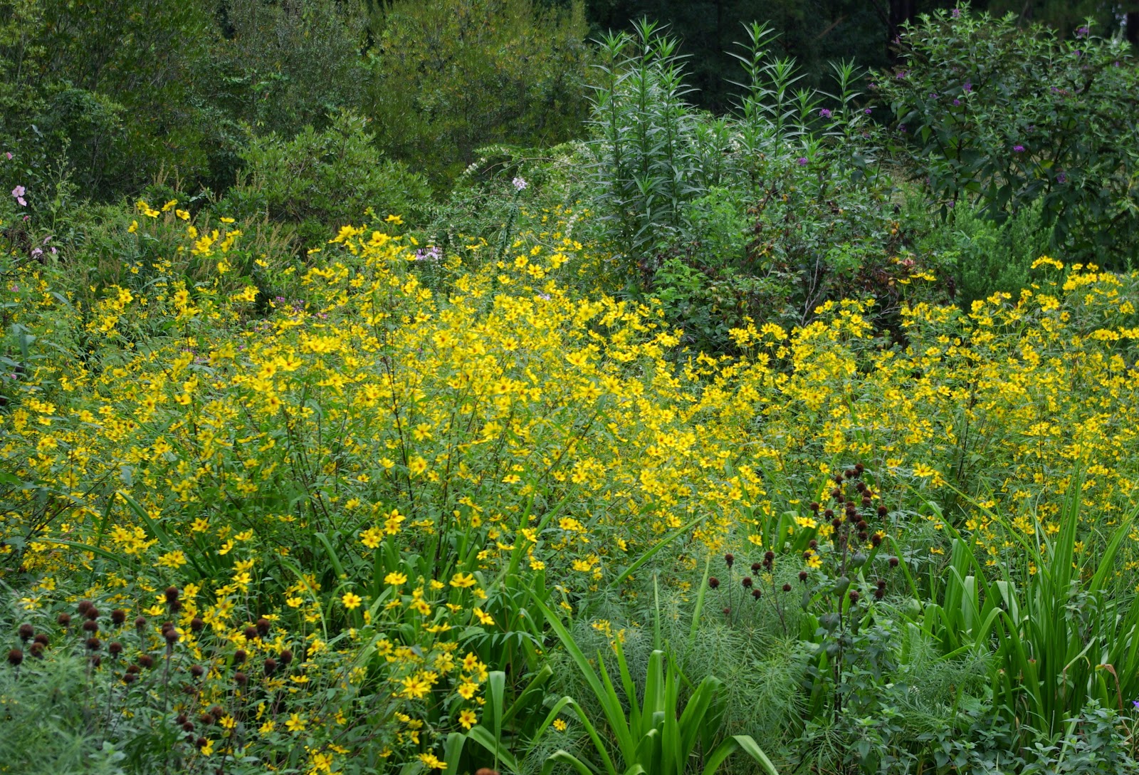 sweetbay Buckets of rain