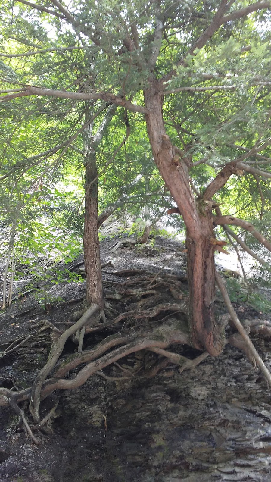 Connecting With Trees Trees of upstate New York / Summer 2017
